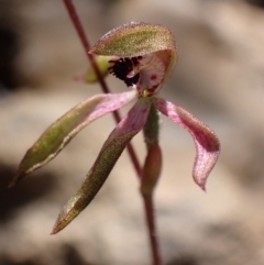 Caladenia iridescens (Bronze Caps) at Halls Gap, VIC - 19 Oct 2023 by AnneG1