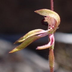 Caladenia iridescens at Halls Gap, VIC - 19 Oct 2023