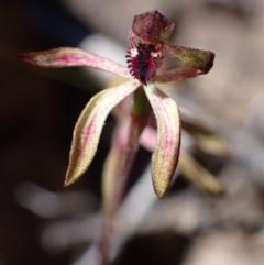 Caladenia iridescens at Halls Gap, VIC - suppressed