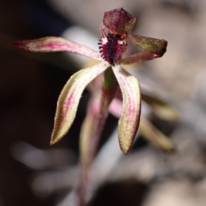 Caladenia iridescens at Halls Gap, VIC - 19 Oct 2023