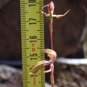 Caladenia iridescens at Halls Gap, VIC - 19 Oct 2023