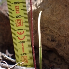 Caladenia iridescens at Halls Gap, VIC - suppressed