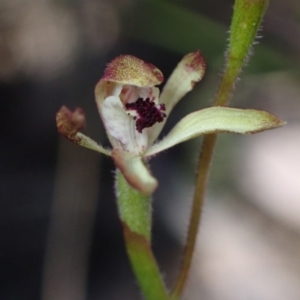 Caladenia transitoria at Halls Gap, VIC - suppressed