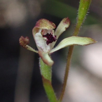 Caladenia transitoria at Grampians National Park - 18 Oct 2023 by AnneG1