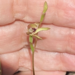 Caladenia transitoria at Halls Gap, VIC - suppressed