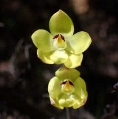 Thelymitra antennifera (Vanilla Orchid, Lemon-scented Sun Orchid) at Zumsteins, VIC - 19 Oct 2023 by AnneG1