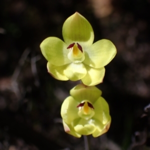 Thelymitra antennifera at Zumsteins, VIC - suppressed