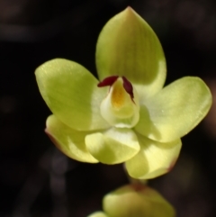 Thelymitra antennifera at Zumsteins, VIC - suppressed