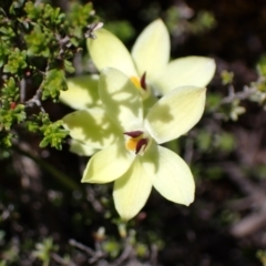 Thelymitra antennifera at Zumsteins, VIC - suppressed