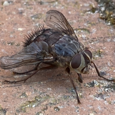 Rutilia sp. (genus) (A Rutilia bristle fly, subgenus unknown) at Jerrabomberra, NSW - 26 Oct 2023 by SteveBorkowskis