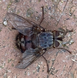 Rutilia sp. (genus) at Jerrabomberra, NSW - suppressed