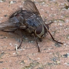 Rutilia sp. (genus) at Jerrabomberra, NSW - suppressed