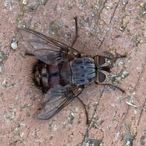 Rutilia sp. (genus) at Jerrabomberra, NSW - suppressed