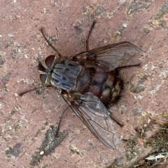 Rutilia sp. (genus) at Jerrabomberra, NSW - suppressed