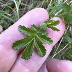 Acaena novae-zelandiae at Belconnen, ACT - 26 Oct 2023