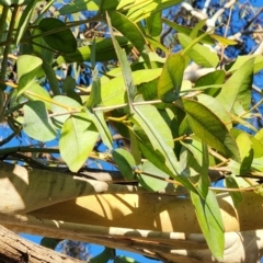 Eucalyptus maidenii at Curtin, ACT - 26 Oct 2023 06:37 PM