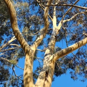 Eucalyptus globulus subsp. maidenii at Curtin, ACT - 26 Oct 2023