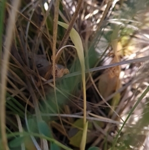 Pterostylis nutans at Belconnen, ACT - 26 Oct 2023