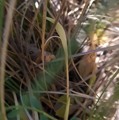 Pterostylis nutans (Nodding Greenhood) at Belconnen, ACT - 25 Oct 2023 by WalkYonder