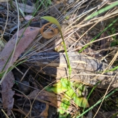 Pterostylis nutans at Belconnen, ACT - 26 Oct 2023