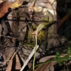 Pterostylis nutans at Belconnen, ACT - 26 Oct 2023