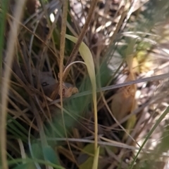 Pterostylis nutans at Belconnen, ACT - 26 Oct 2023