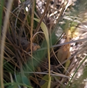 Pterostylis nutans at Belconnen, ACT - 26 Oct 2023