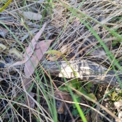 Pterostylis nutans at Belconnen, ACT - suppressed