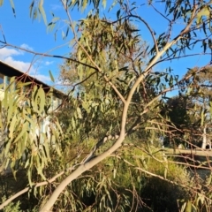 Eucalyptus leucoxylon at Curtin, ACT - 26 Oct 2023 06:40 PM