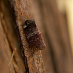 Platybrachys decemmacula (Green-faced gum hopper) at Higgins, ACT - 24 Oct 2023 by MichaelWenke