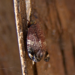 Platybrachys decemmacula at Higgins, ACT - 24 Oct 2023