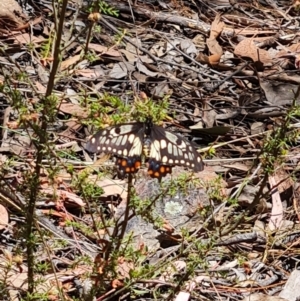 Papilio anactus at Belconnen, ACT - 26 Oct 2023