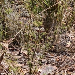 Papilio anactus at Belconnen, ACT - 26 Oct 2023