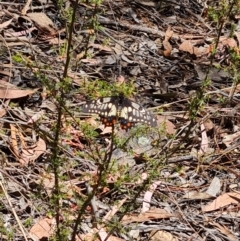 Papilio anactus at Belconnen, ACT - 26 Oct 2023