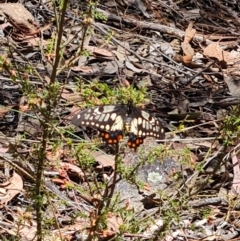 Papilio anactus at Belconnen, ACT - 26 Oct 2023