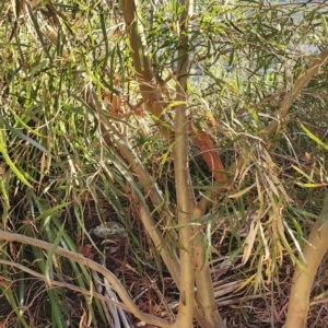 Eucalyptus stricta at Curtin, ACT - 26 Oct 2023 06:46 PM