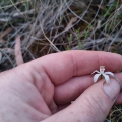 Caladenia moschata (Musky Caps) at Bungendore, NSW - 26 Oct 2023 by clarehoneydove