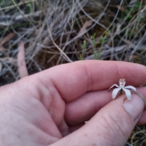 Caladenia moschata at Bungendore, NSW - suppressed