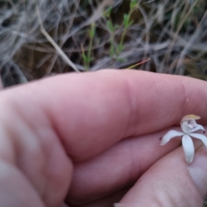 Caladenia moschata at Bungendore, NSW - suppressed