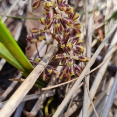 Lomandra multiflora (Many-flowered Matrush) at Aranda Bushland - 26 Oct 2023 by WalkYonder