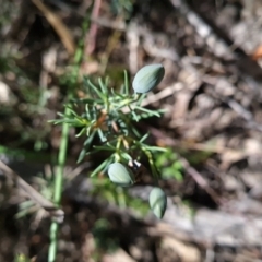 Gompholobium huegelii at Belconnen, ACT - 26 Oct 2023 12:21 PM