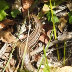 Acritoscincus duperreyi (Eastern Three-lined Skink) at Lavinia State Reserve - 26 Oct 2023 by HelenCross