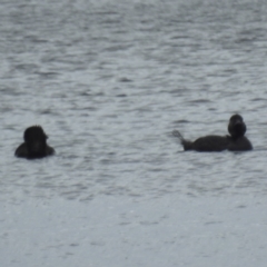 Biziura lobata (Musk Duck) at King Island - 26 Oct 2023 by HelenCross