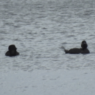 Biziura lobata (Musk Duck) at Wickham, TAS - 26 Oct 2023 by HelenCross