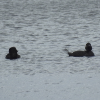 Biziura lobata (Musk Duck) at King Island - 26 Oct 2023 by HelenCross