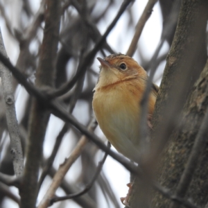 Cisticola exilis at Wickham, TAS - 26 Oct 2023