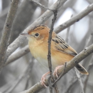 Cisticola exilis at Wickham, TAS - 26 Oct 2023 12:29 PM