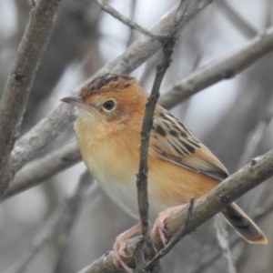 Cisticola exilis at Wickham, TAS - 26 Oct 2023 12:29 PM