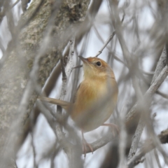 Cisticola exilis at Wickham, TAS - 26 Oct 2023