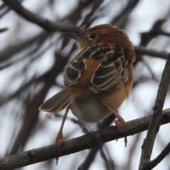 Cisticola exilis at Wickham, TAS - 26 Oct 2023